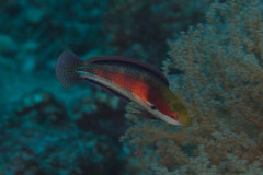 Katherine's Wrasse photo 2