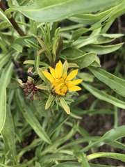 Grindelia stricta angustifolia