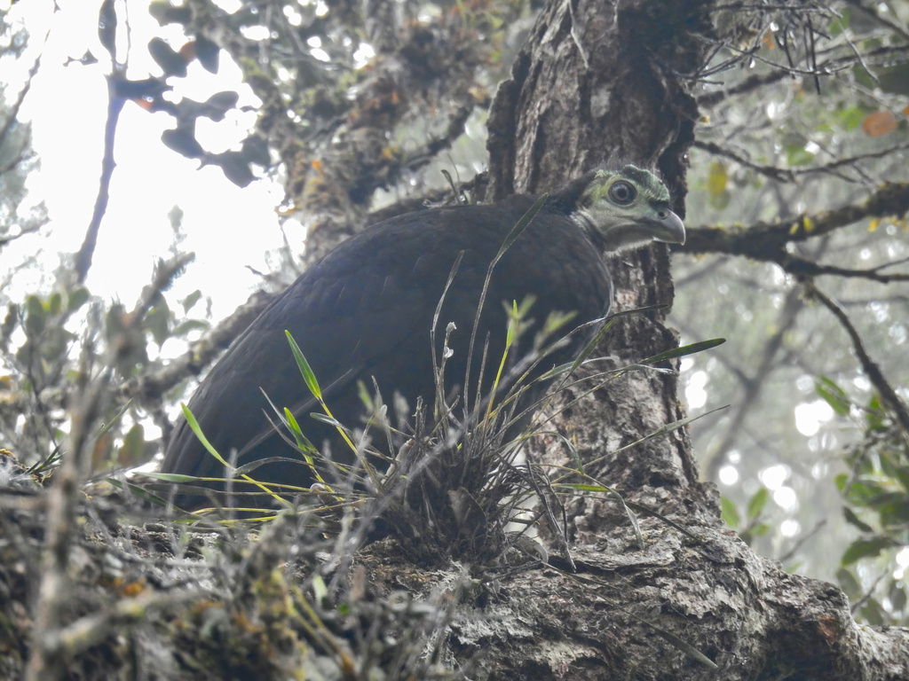 Wattled Brush-turkey