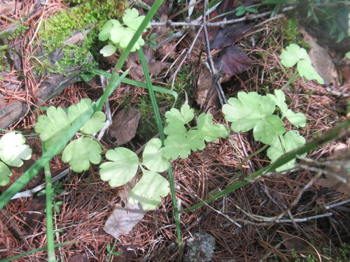 Adoxa moschatellina, photograph 4