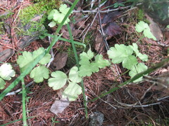 Adoxa moschatellina, photograph author not stated, no rights reserved