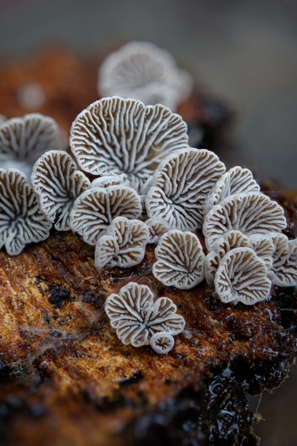 Resupinatus subapplicatus