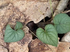 Viola hirsutula