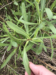 Grindelia stricta angustifolia