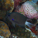 Pycnochromis caudalis - Photo (c) Mark Rosenstein, vissa rättigheter förbehållna (CC BY-NC), uppladdad av Mark Rosenstein