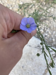 Linum pratense