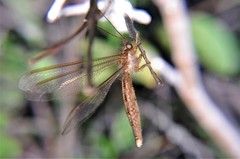 Ascaloptynx appendiculata