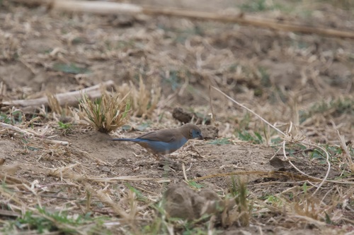 Red-cheeked Cordonbleu