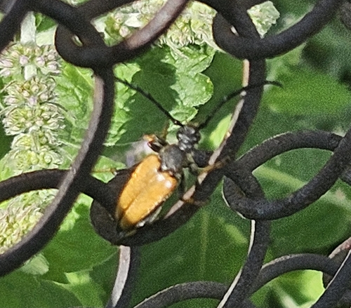 Red Pine Longhorn Beetle