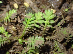 Leptinella nana, photograph (c) Liadan Dickie, some rights reserved (CC BY)