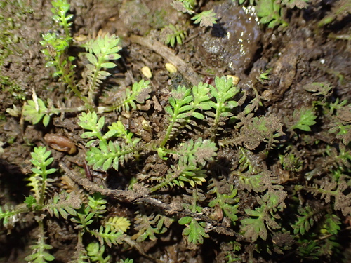 Leptinella nana, photograph 4