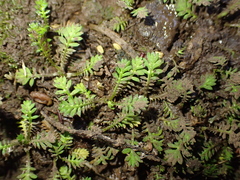 Leptinella nana, photograph (c) Liadan Dickie, some rights reserved (CC BY)