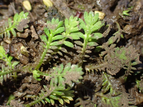 Leptinella nana, photograph 6