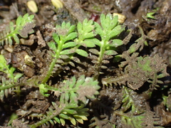 Leptinella nana, photograph (c) Liadan Dickie, some rights reserved (CC BY)