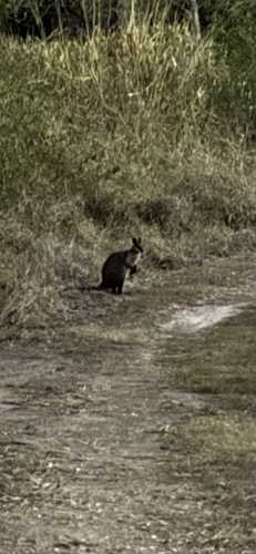 Swamp Wallaby