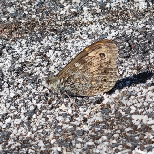Wall Brown