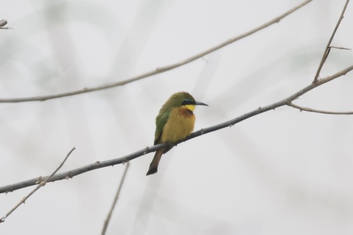 Little Bee-eater