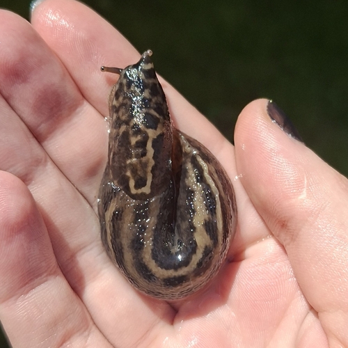 Leopard Slug