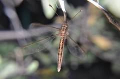 Ascaloptynx appendiculata