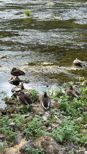 Mallard