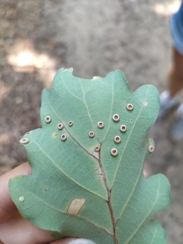 Silk-Button Spangle Gall Wasp