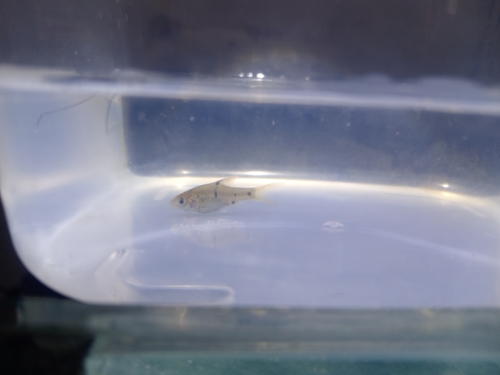 Rhombic Barb