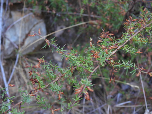 Genista triacanthos