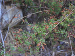 Genista triacanthos