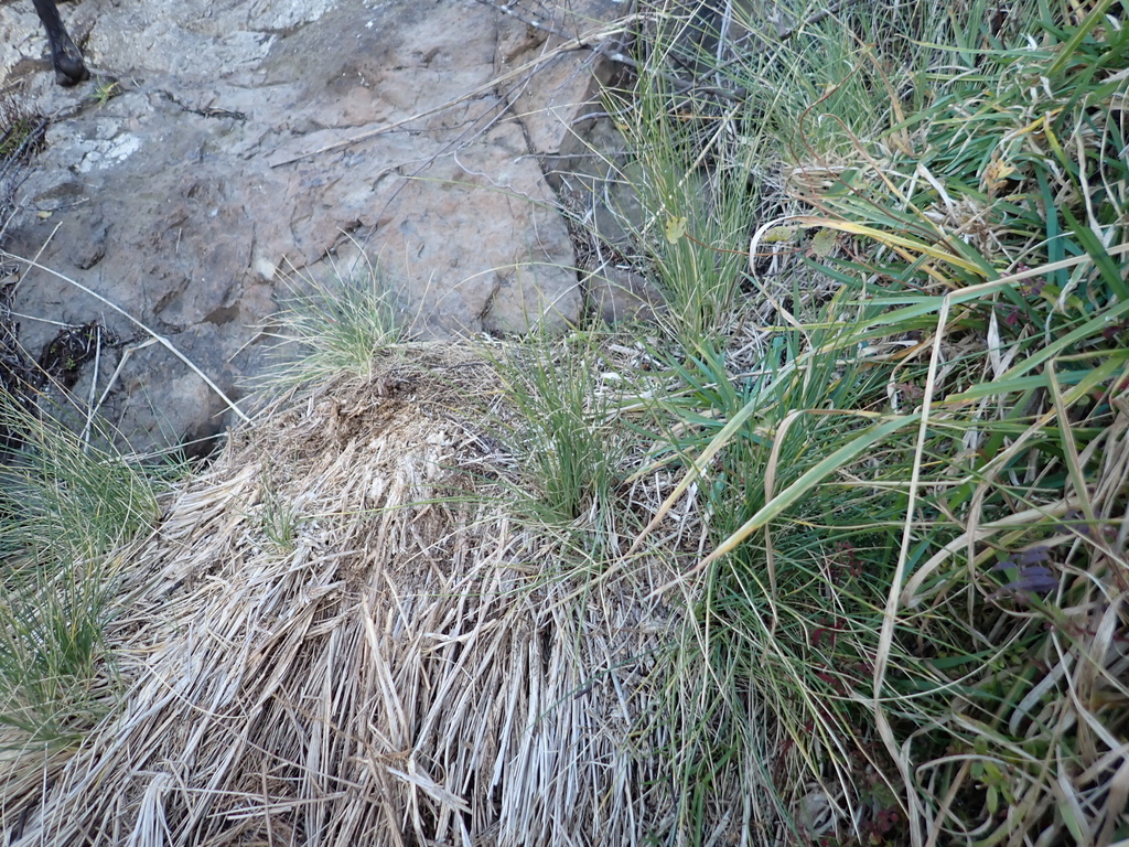 Poa labillardierei; photograph (c) Liadan Dickie, some rights reserved (CC BY)