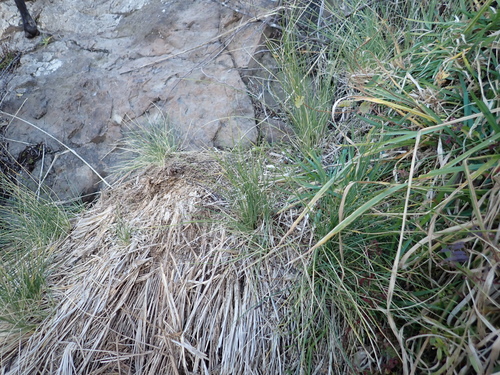 Poa labillardierei
