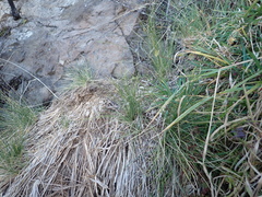 Poa labillardierei