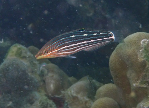 Halichoeres leucurus observed 2026-08-08