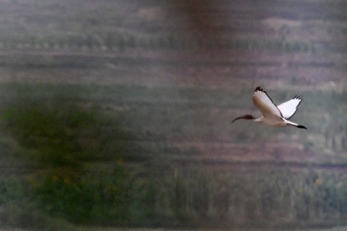 African Sacred Ibis