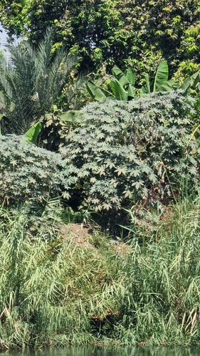 castor bean