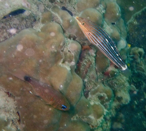 Halichoeres leucurus observed 2026-08-08