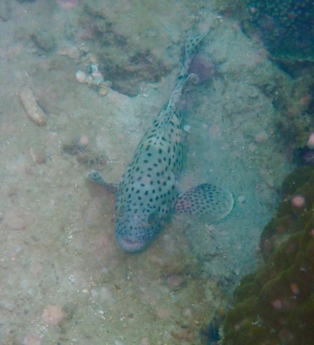 Epinephelus corallicola observed 2026-08-08