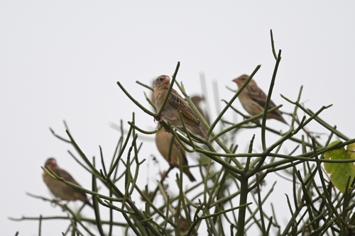 Red-billed Quelea