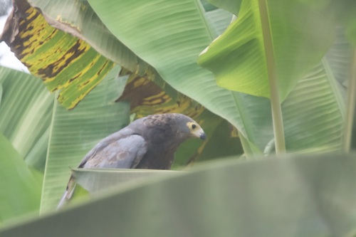 East African Harrier-Hawk