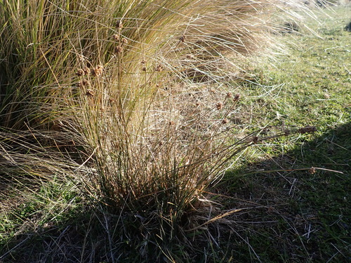 Juncus filicaulis (Juncus filicaulis)