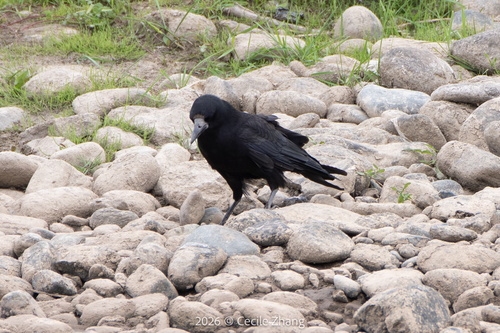 Rook