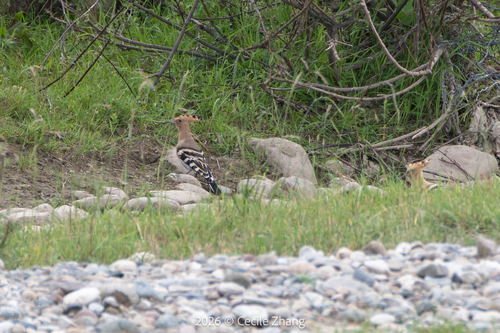 Common Hoopoe