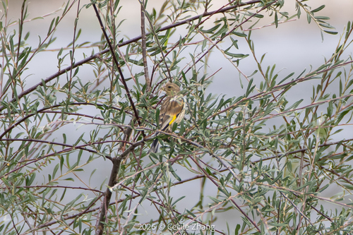 Oriental Greenfinch