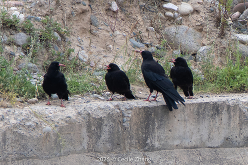 Red-billed Chough