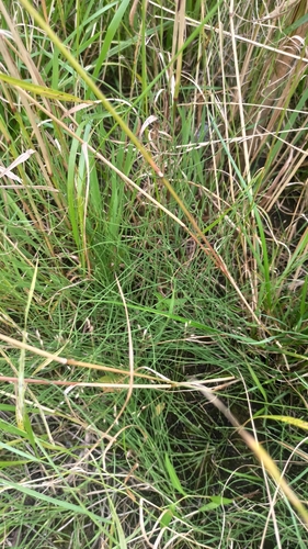 Наблюдение на iNaturalist