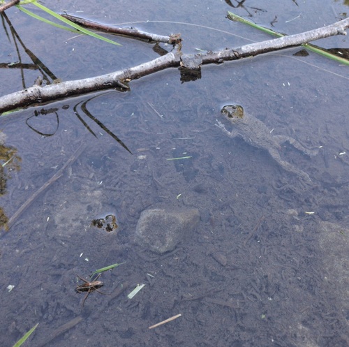 Yellow-bellied Toad