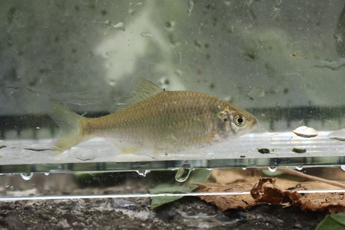 Rhombus bitterling (Acheilognathus rhombeus) — Cyprinidae — 3
