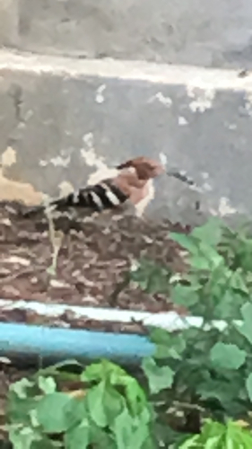 Common Hoopoe