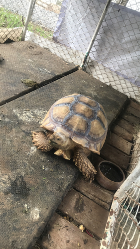 African Spurred Tortoise