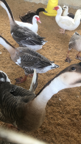 Swan Goose