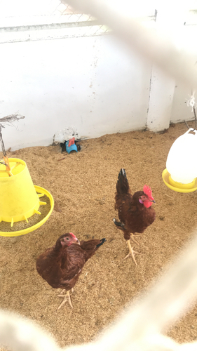 Red Junglefowl